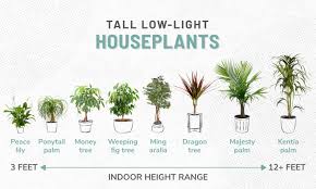 The hardy indoor plant is perfect for beginners and survives in low light conditions. 33 Low Light Houseplants To Bring Your Space To Life Apartmentguide Com