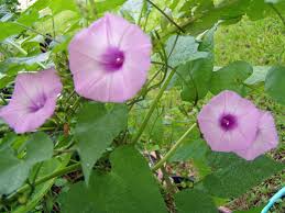Image result for Ipomoea vernalis