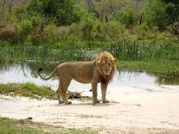 Sep 17, 2020 · blessed with some of the greatest wildlife spectacles on earth, botswana is one of the great safari destinations in africa. Botswana Reiseberichte Und Reisetipps Travelinspired Reiseblog