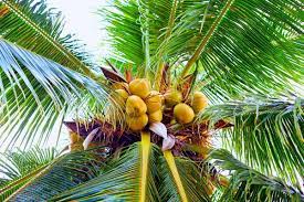 Check spelling or type a new query. Do Palm Trees Grow Coconuts Garden Tabs