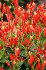 Image result for Spigelia