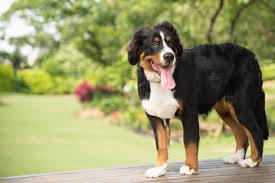 German Shepherd Bernese Mountain Dog Mix Breed Profile