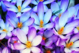 See more ideas about blue and purple, purple, planting flowers. Hd Wallpaper Crocus Spring Early Bloomer Flowers Light Blue Purple Wallpaper Flare