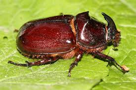 Der fund der larve eines nashornkäfer (oryctes nasicornis)bestandteil des lerntagebuchs struktur und funktion wirbelloser tiere im ws 15/16 Nashornkafer Nabu