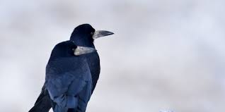 Cioara De SemÄƒnÄƒturÄƒ Corvus Frugilegus CunoaÈ™te Natura Din Jurul TÄƒu