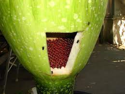 Pin On Corpse Flower Chico State June 2013