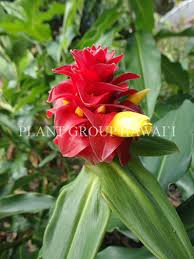 Image result for Costus
