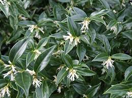 Vaso fiori in ceramica decorata con rilievi cm. Peragashop 1 Pianta Di Sarcococca Confusa Vaso 16cm Fiori Bianchi Profumati