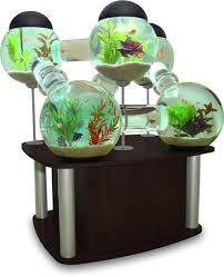 The Silverfish Aquarium Gallery Cool Fish Tanks Beta Fish Tank Betta Fish Tank