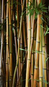 100 Bamboo Pictures Download Free Images Stock Photos On Unsplash In 2020 Bamboo Background Bamboo Stock Images Free