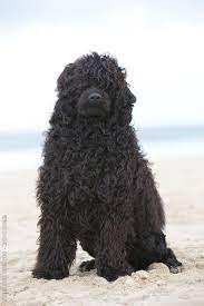 portuguese water dog this is what my ollie would look like if we didn t keep his hair short portuguese water dog portugese water dogs purebred dogs