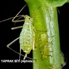 Bu minik minik güveler mutfaktaki kelebeklere dönüşebilir! Ciceklerin Boceklenme Sebepleri Cicek Bakimi Cicek Cesitleri Cicek Turleri Cicek Isimleri