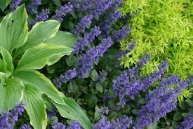 Photo Shade Plants Denver Colorado Neighbors Shade Plants Plants Colorado Gardening