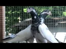 Pakistani Teddy Pigeon Usa Youtube Feral pigeons (columba livia domestica), also called city doves, city pigeons, or street pigeons, are pigeons that are descended from the domestic pigeons that have returned to the wild. youtube