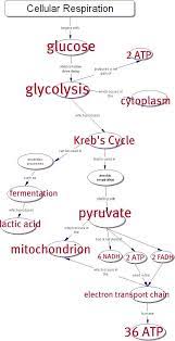 Ap Bio Krebs Cycle Essaytyper Quizlet Provides Krebs Cycle Ap Biology Activities Flashcards And Games Sta Teaching Biology Biology Classroom Science Biology