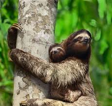 Sloths Anne