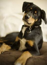 Black And Tan Beagle Puppies For Sale Love My Reagle Rottweiler Beagle Puppy Mix Beagle Puppy Beagle Dog