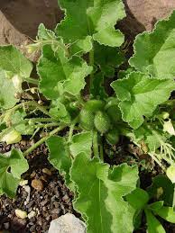 Image result for Eureiandra sp. A