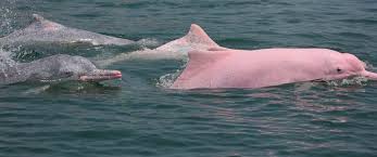 Massa hewan dewasa dapat bervariasi dari 100 hingga 160 kg. Pernah Melihat Lumba Lumba Pink Cuma Di Sini Tempatnya Okezone Travel