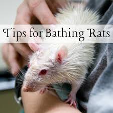 One of them actually likes getting bathed especially the massaging showerhead part.he actually purrs. How To Bathe Your Pet Rat Without Stress Pethelpful