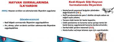 hayvan isirmalarinda ilk yardim kedi hayvanlari blog