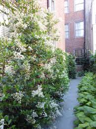 Korean Privet Soo Fragrant Lovely Evergreen In A Garden I Designed By Philadelphia Garden Inc Shade Garden Plants Garden