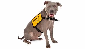 Get an esa letter from a licensed medical healthcare provider. What Is The Difference Between A Service Dog Therapy Pet And Emotional Support Animal