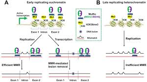 49 din 20 mai 2009 privind libertatea de stabilire a prestatorilor de servicii si libertatea de a furniza servicii in romania, publicata in monitorul. Dna Mismatch Repair Preferentially Safeguards Actively Transcribed Genes Abstract Europe Pmc