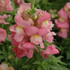 Image result for Antirrhinum majus