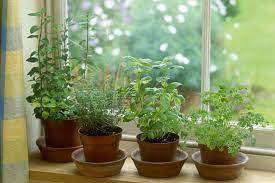 Maybe you would like to learn more about one of these? How To Keep Herbs Alive In Winter