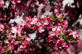 Morning Eye Candy Parfait Nybg Flowering Trees Plants Plant Life