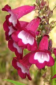 Shop proflowers® today & deliver fresh flowers to bellflower! Pink And White Bell Shaped Flowers Stock Images Page Everypixel