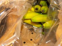 Sie ist vorwiegend im südosten brasiliens, stellenweise im norden argentiniens, in paraguay und mittlerweile ebenso in uruguay verbreitet. Vogelsberg Tegut Mitarbeiter Findet Giftspinne In Einer Bananenkiste Vogelsberg