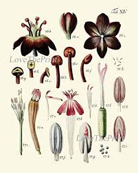 Botanical Chart Flower Parts Art Print Set Of 6 Antique