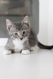 Looking for a cat to adopt? Adopt Koneko Cat Cafe