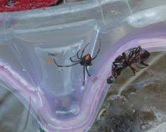 Vinegar contains acetic acid which actively kills many types of mycolic bacteria and fungus. 140 The Widow Ideas Black Widow Spider Widow Black Widow