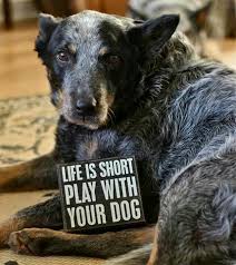 Austrian Cattle Dog Rescue Onto Illinois Your Dog Puppy Love I Love Dogs