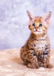 Cute cats and kittens cool cats kittens cutest pretty cats beautiful cats cute baby animals funny animals serval cats. Try These 50 Unique And Interesting Names For Savannah Cats We Re All About Cats