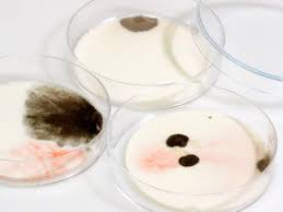 How to inspect a building for important but hidden toxic, allergenic, or otherwise harmful mold contamination. Testing For Black Mold Hgtv