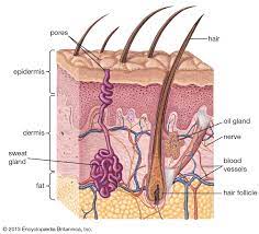 Can Hair Be Seen As An Extension Of The Nervous System Can It Be Correctly Seen As Exteriorized Nerves Quora