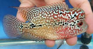 Pin On Chiclids