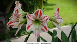 Image result for Hippeastrum sp. cultivars