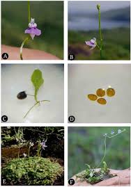 Image result for Utricularia sp.no.1