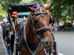 Teen who died in NYC carriage accident was trying to save ...