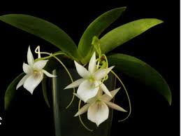 Image result for Angraecopsis malawiensis