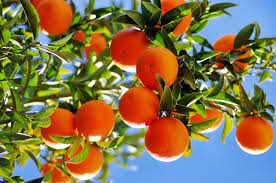 Orange trees usually do not live much longer than 50 years and, if they do, will not give you much fruit. What Are Citrus Trees Learn About Citrus Tree Varieties For The Garden