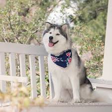 We Love Mocha S New Floral Bandana From Juniperleaves Huskies On Instagram Cute Dogs Dog Lovers Husky Husk Puppies Funny Dog Photos Cute Dog Photos