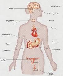Graphic Depicting The Location Of Key Endocrine System