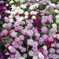 Candytuft Candy Cane Flower Seed Mix Iberis Umbellata Annual Etsy Flower Seeds Hollyhocks Flowers Wildflower Seeds