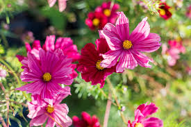 A wide variety of organic flowers wholesale options are available to you, such as variety, processing type, and specialty. Bulk Botanicals Gardenwerks